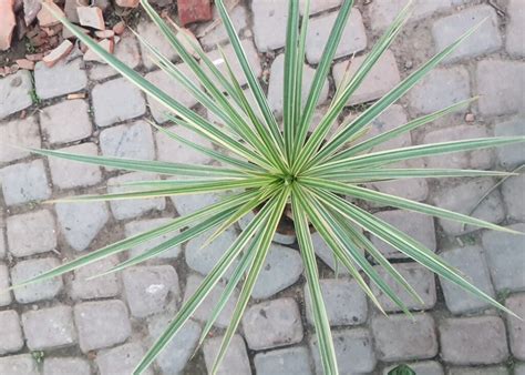 Dracaena Marginata Green Boota Pk