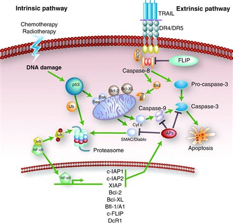 Caspase 9 全能抗体ifihcipwb，多种实验一个选择！ 每日生物评论