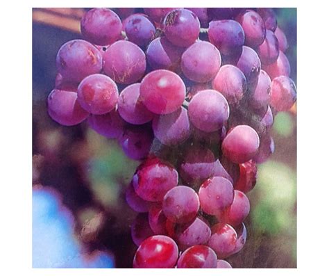 Vitis Vinifera Vitis Red Globe