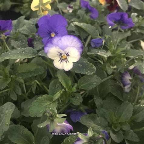 Photo Of The Entire Plant Of Pansy Viola X Wittrockiana Cool Wave