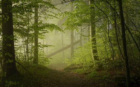 Sunlight Trees Landscape Forest Nature Branch Green Morning