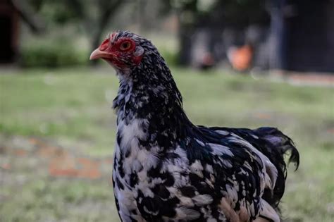 Gallina Brahma Origen Características y Cuidados