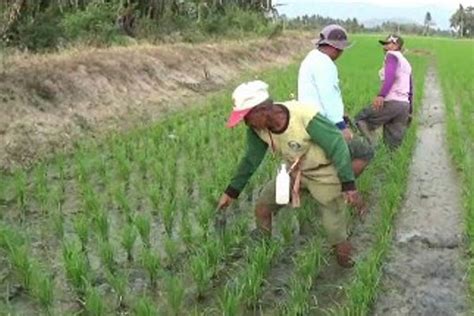 Petani Di Polewali Sewa Pompa Untuk Sedot Air Sungai Demi Atasi Kemarau