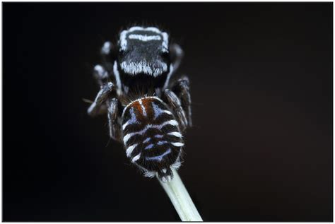 Maratus sceletus | Furry friend, Darth, Furry