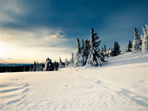 Fondos De Pantalla Pinos Cubiertos De Nieve Bajo Un Cielo Azul Y Nubes