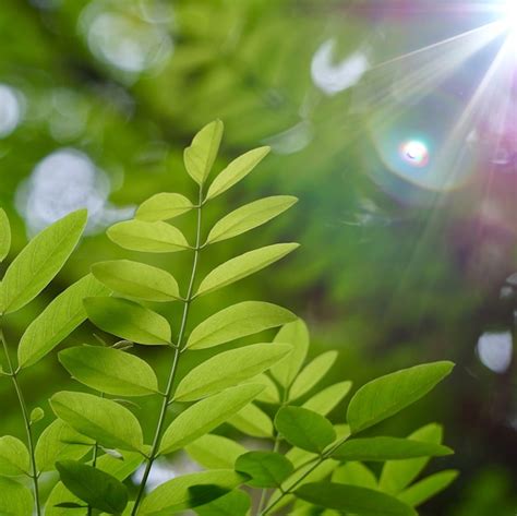 Rvore Verde Folhas E Galhos Na Natureza Foto Premium