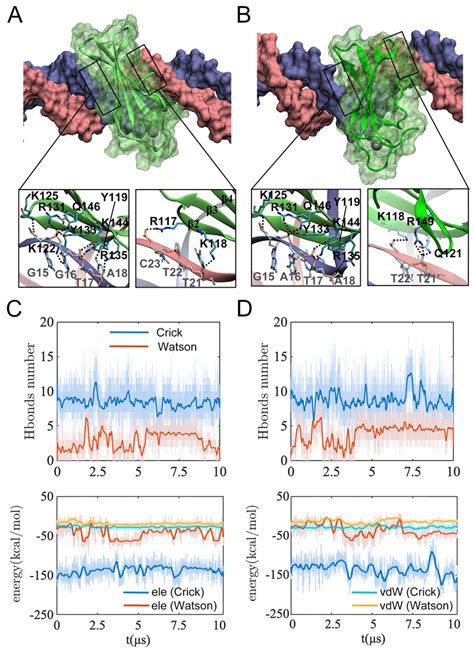 The association between the WRKY domain protein and respective strands ...