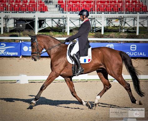 Le Haras Des Coudrettes Mondial Du Lion 74 52 Pour Fibonacci En