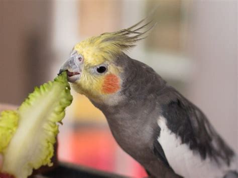 Can Cockatiels Eat 18 Vegetables For Cockatiels Psittacology