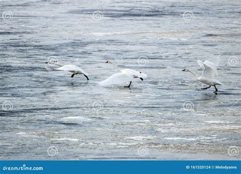 Trumpeter Swans on Frozen Lake Stock Photo - Image of birds, wings ...