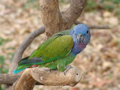 Blue-headed Pionus (Pionus menstruus) - ZooChat