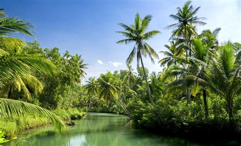 River Wallace And Burrell Boom Belize Shore Excursions Caribbean