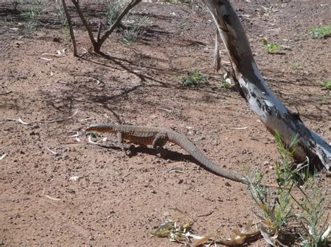 Sand goanna - Facts, Diet, Habitat & Pictures on Animalia.bio