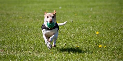 Dog Park Benefits: Tips for Puppy Playtime - AvoDerm