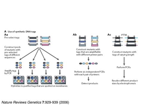 Ppt Comprehensive Identification Of Conditionally Essential Genes In