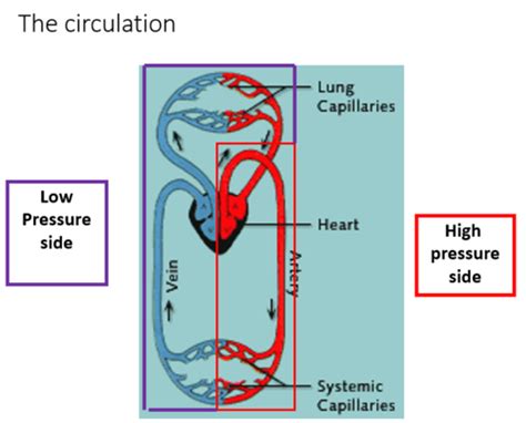 03 Cardio Hemodynamics Flashcards Quizlet