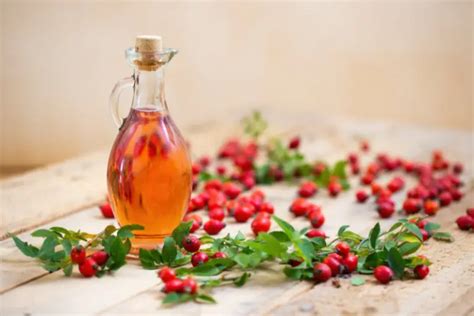 Rosehip Oil Vs Rosehip Seed Oil What Is The Difference Between Rosehip Oil And Rosehip Seed Oil