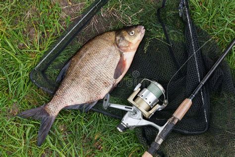 Single Freshwater Fish Common Bream And Fishing Rod With Reel On Stock