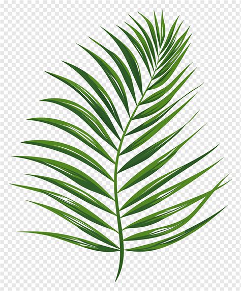 Palm Leaf Png PNGWing