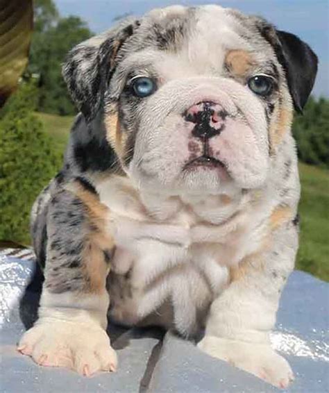 How To Make A Merle English Bulldog