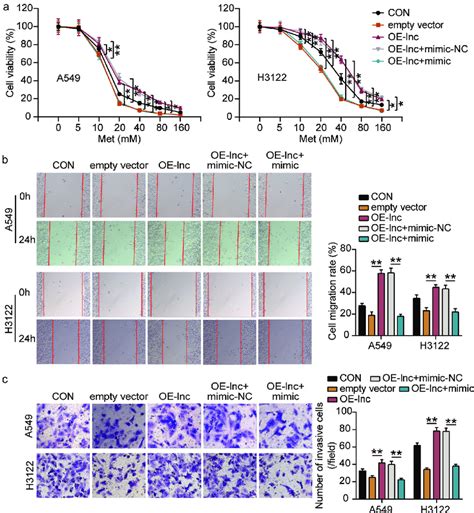 Overexpressing Of Lncrna Afap1 As1 And Overexpressed Mir 3163 Regulates Download Scientific