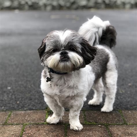 Super Cute New Pictures - A Shih Tzu Life