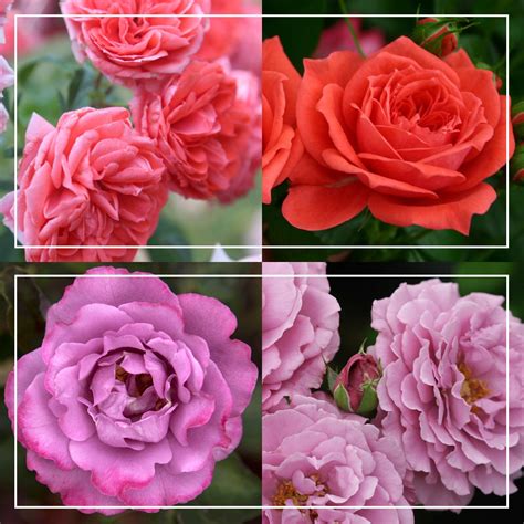 Patio Favorites Collection – Heirloom Roses