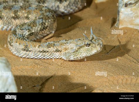 Horned Viper Under Hi Res Stock Photography And Images Alamy