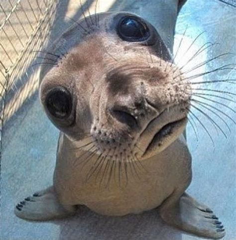 Baby Walruses Are Called Pups Cute Animals Animals Animals Beautiful