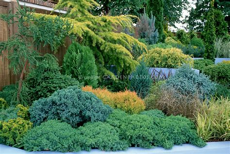 Different Kinds Of Evergreen Trees And Shrubs Mixed In Tiers Plant And Flower Stock