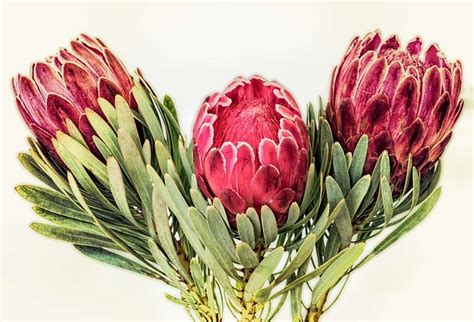 Protea Flower South Africa Best Flower Site