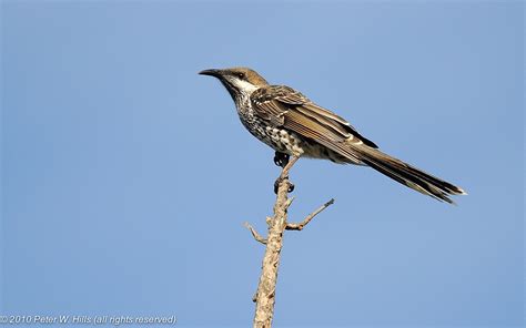 Wattlebird Western Anthochaera Lunulata Perth WA Australia World