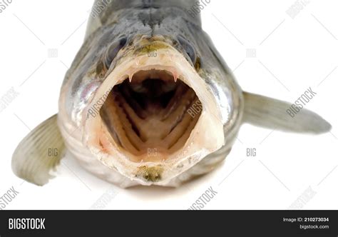 Fish Open Mouth Image And Photo Free Trial Bigstock