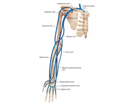 Basilic Vein Anatomy