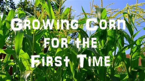 Growing Sweet Corn For The First Time Youtube