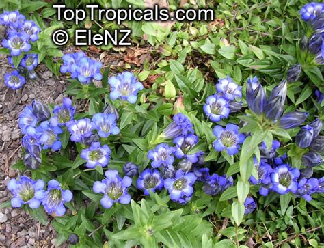 Gentiana Sp Gentian