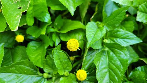 Toothache Plant, Acmella oleracea, Spilanthes, Buzz Button, Paracress