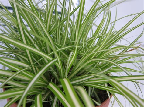 Carex Sp P9