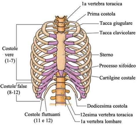 Pin By Unknown Member On Radiologia Co Human Ribs Anatomy Bones