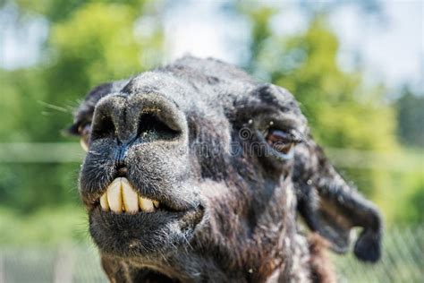 Humorous Llama Showing Teeth Aggressive Alpaca Evil Smile With Ears