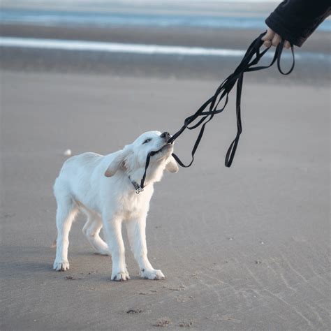 8 Ways To Break The Leash Bite Habit