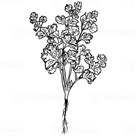 Celery plant, Harvest vegetable for vegetables Illustration 21076896 PNG