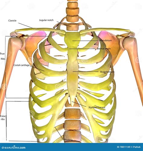 3d Rindió El Ejemplo De Las Costillas De Un Cuerpo Humano Stock de