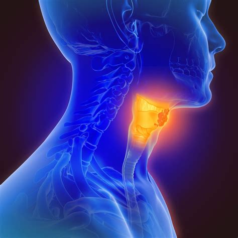 Pharynx Larynx