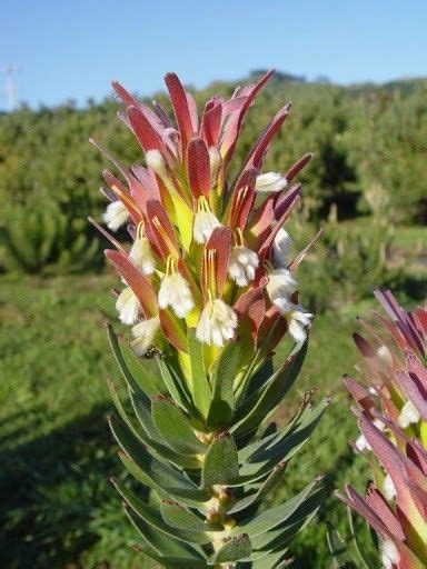 Pin de Lee-Anne Van Wyk en Fynbos animals and plants