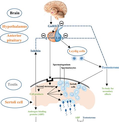 Frontiers The Molecular Mechanism Of Sex Hormones On Sertoli Cell