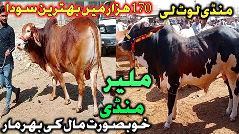 Malir Cow Mandi Karachi Cattle Rates Update Feb Cow Mandi