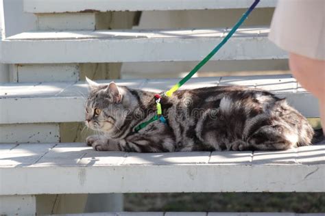 Un Gato De Gato Atigrado Hermoso El Gato Casero Se Sienta En Las