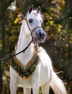 Id Es De Pur Sang Arabe Le Plus Beau Cheval Au Monde Pur Sang