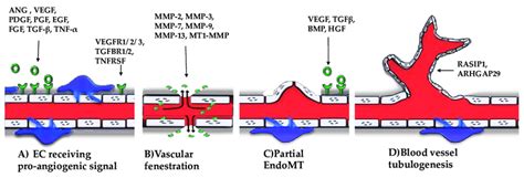 The Angiogenic Process Has Four Main Steps A The Endothelial Cells